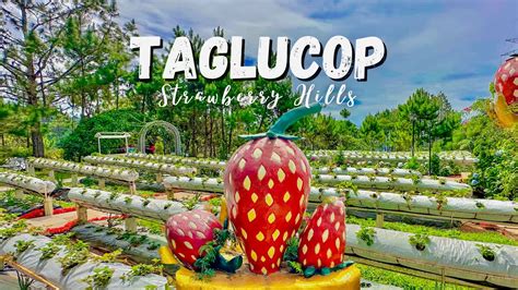 taglucop strawberry hills|kitaotao bukidnon.